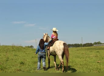 Pony delle Americhe, Castrone, 5 Anni, 142 cm, Pelle di daino
