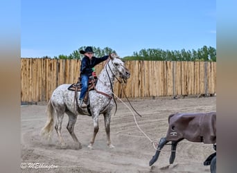 Pony delle Americhe, Castrone, 5 Anni, 142 cm