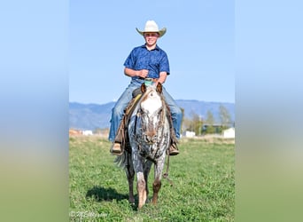 Pony delle Americhe, Castrone, 5 Anni, 142 cm
