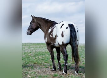 Pony delle Americhe Mix, Castrone, 5 Anni, 147 cm, Pezzato