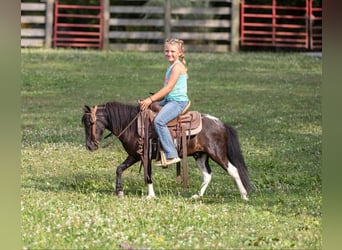 Pony delle Americhe, Castrone, 5 Anni, 91 cm, Tobiano-tutti i colori