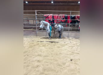 Pony delle Americhe, Castrone, 5 Anni, 99 cm, Grigio