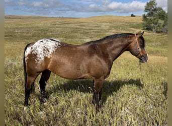Pony delle Americhe, Castrone, 5 Anni, Baio ciliegia