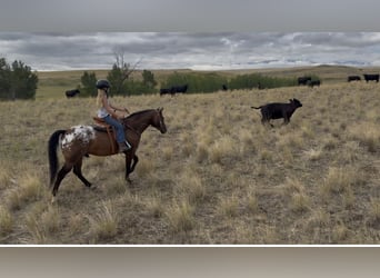 Pony delle Americhe, Castrone, 5 Anni, Baio ciliegia