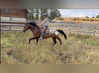 Pony delle Americhe, Castrone, 5 Anni, Baio ciliegia