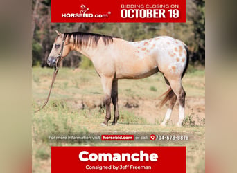 Pony delle Americhe, Castrone, 5 Anni, Pelle di daino