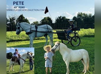 Pony delle Americhe, Castrone, 6 Anni, 109 cm, Grigio