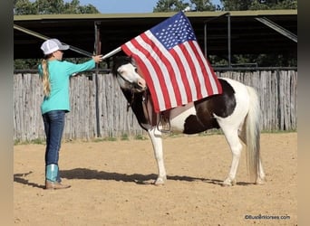 Pony delle Americhe, Castrone, 6 Anni, 109 cm, Tobiano-tutti i colori