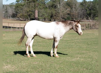 Pony delle Americhe, Castrone, 6 Anni, 137 cm, Roano rosso