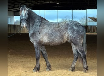 Pony delle Americhe, Castrone, 6 Anni, 140 cm, Grigio