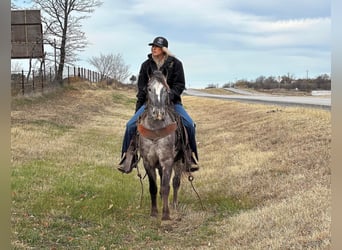 Pony delle Americhe, Castrone, 6 Anni, 140 cm, Grigio