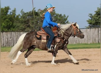 Pony delle Americhe, Castrone, 6 Anni, 99 cm, Baio ciliegia