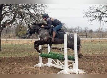 Pony delle Americhe, Castrone, 7 Anni, 140 cm, Grigio