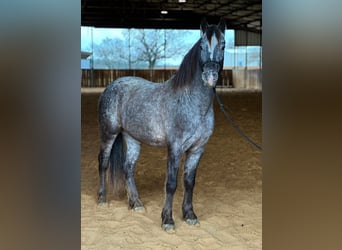 Pony delle Americhe, Castrone, 7 Anni, 140 cm, Grigio