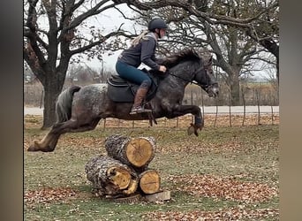 Pony delle Americhe, Castrone, 7 Anni, 140 cm, Grigio