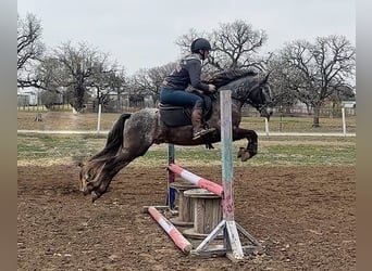 Pony delle Americhe, Castrone, 7 Anni, 140 cm, Grigio