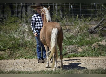 Pony delle Americhe, Castrone, 7 Anni, 91 cm, Palomino