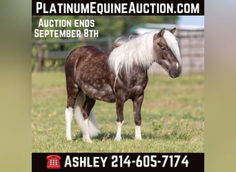 Pony delle Americhe, Castrone, 7 Anni, 99 cm, Baio ciliegia