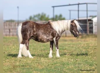 Pony delle Americhe, Castrone, 7 Anni, 99 cm, Baio ciliegia
