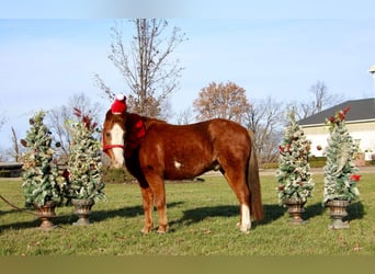 Pony delle Americhe, Castrone, 7 Anni, Sauro ciliegia
