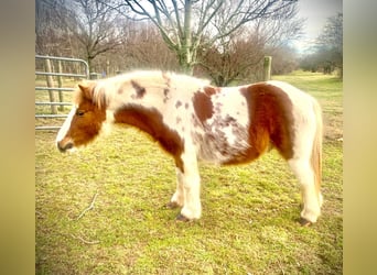 Pony delle Americhe, Castrone, 8 Anni, 102 cm, Tobiano-tutti i colori