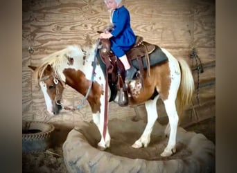 Pony delle Americhe, Castrone, 8 Anni, 102 cm, Tobiano-tutti i colori