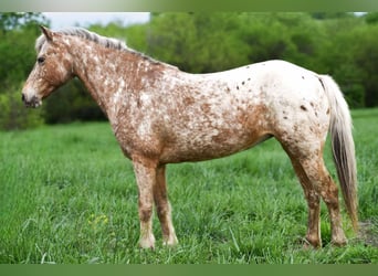 Pony delle Americhe, Castrone, 8 Anni, 122 cm, Roano blu