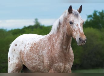 Pony delle Americhe, Castrone, 8 Anni, 122 cm, Roano blu