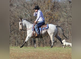 Pony delle Americhe, Castrone, 8 Anni, 145 cm, Grigio