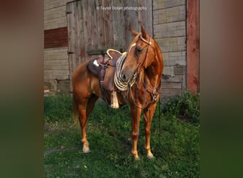 Pony delle Americhe, Castrone, 8 Anni, 147 cm, Sauro ciliegia