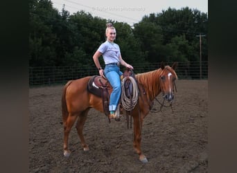 Pony delle Americhe, Castrone, 8 Anni, 147 cm, Sauro ciliegia