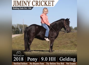 Pony delle Americhe, Castrone, 8 Anni, 91 cm, Morello