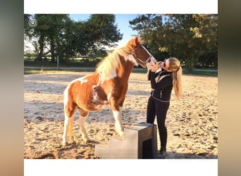 Pony delle Americhe, Castrone, 9 Anni, 102 cm, Tobiano-tutti i colori