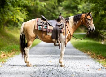 Pony delle Americhe, Castrone, 9 Anni, 130 cm, Pelle di daino