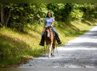 Pony delle Americhe, Castrone, 9 Anni, 130 cm, Pelle di daino