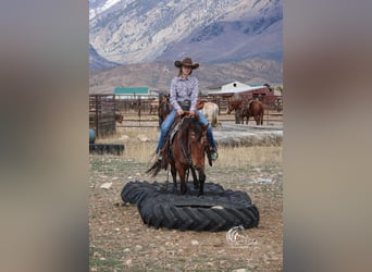 Pony delle Americhe, Castrone, 9 Anni, 137 cm, Baio ciliegia