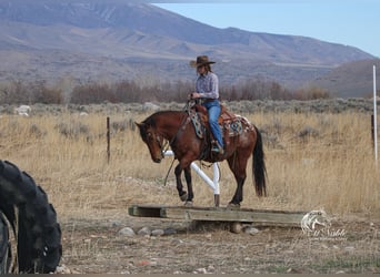 Pony delle Americhe, Castrone, 9 Anni, 137 cm, Baio ciliegia