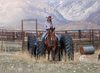 Pony delle Americhe, Castrone, 9 Anni, 137 cm, Baio ciliegia