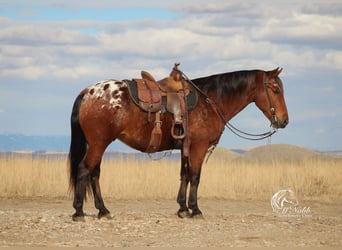 Pony delle Americhe, Castrone, 9 Anni, 137 cm, Baio ciliegia