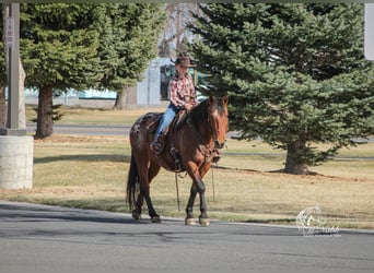 Pony delle Americhe, Castrone, 9 Anni, 137 cm, Baio ciliegia