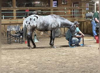 Pony delle Americhe, Castrone, 9 Anni, 137 cm, Grigio