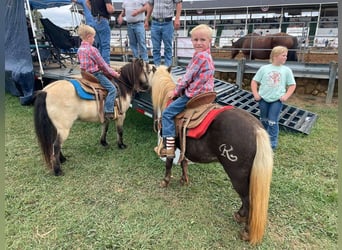 Pony delle Americhe, Castrone, 9 Anni, 94 cm, Baio