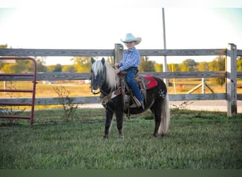 Pony delle Americhe, Castrone, 9 Anni, 94 cm, Baio