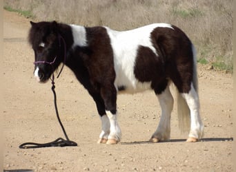 Pony delle Americhe, Castrone, 9 Anni, 94 cm, Tobiano-tutti i colori