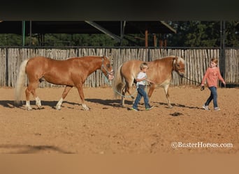 Pony delle Americhe, Castrone, 9 Anni, Palomino