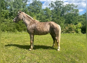 Pony delle Americhe, Giumenta, 11 Anni, 112 cm, Bianco
