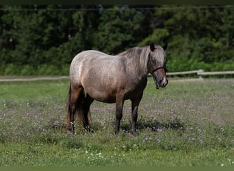Pony delle Americhe, Giumenta, 11 Anni, 114 cm, Baio roano