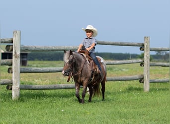 Pony delle Americhe, Giumenta, 11 Anni, 114 cm, Baio roano