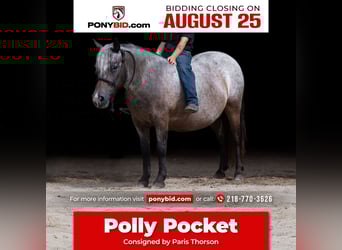 Pony delle Americhe, Giumenta, 11 Anni, 114 cm, Baio roano