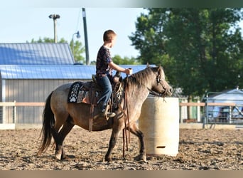 Pony delle Americhe, Giumenta, 11 Anni, 114 cm, Baio roano